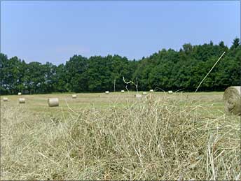 Heuernte