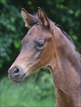 Stf. v. Ivanhoe - Kia Ora