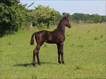 Rapphengstfohlen v. Zauberdesign - K&ouml;nigin der Nacht