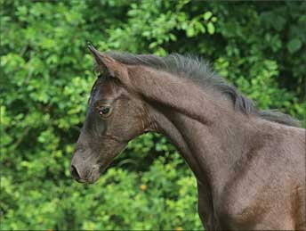 Rapphengstfohlen v. Zauberdesign - K&ouml;nigin der Nacht