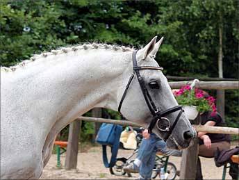 Silvermoon