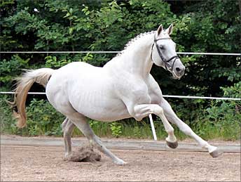 Silvermoon